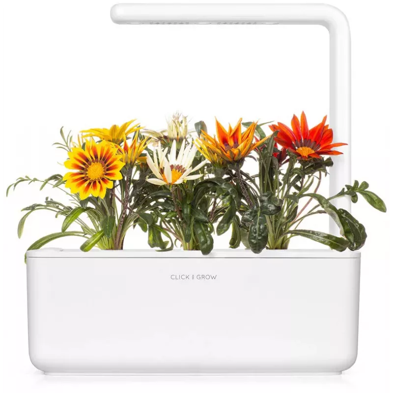 Click & Grow cápsulas de gazânia para Smart Garden, pack de 3 (SGR92X3)
