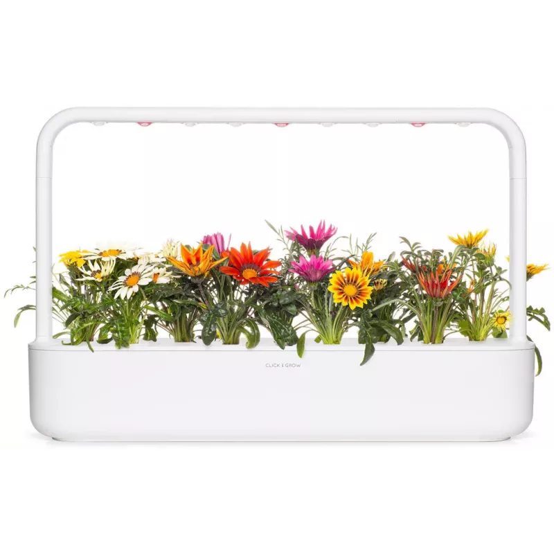 Click & Grow cápsulas de gazânia para Smart Garden, pack de 3 (SGR92X3)