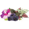 Click & Grow cápsulas de mistura de flores vibrantes para Smart Garden, pack de 9 (PPMVBX9)