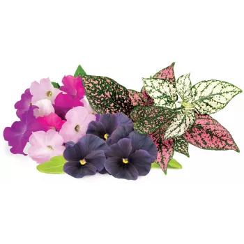 Click & Grow cápsulas de mistura de flores vibrantes para Smart Garden, pack de 9 (PPMVBX9)