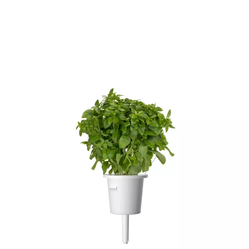 Click & Grow Smart Garden recarga de manjericão anão, 3 cápsulas de plantas (SGR21X3)