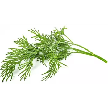 Click & Grow SGR49x3 recarga de cápsulas de endro pack de 3