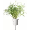 Click & Grow SGR49x3 recarga de cápsulas de endro pack de 3
