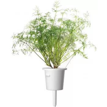 Click & Grow SGR49x3 recarga de cápsulas de endro pack de 3