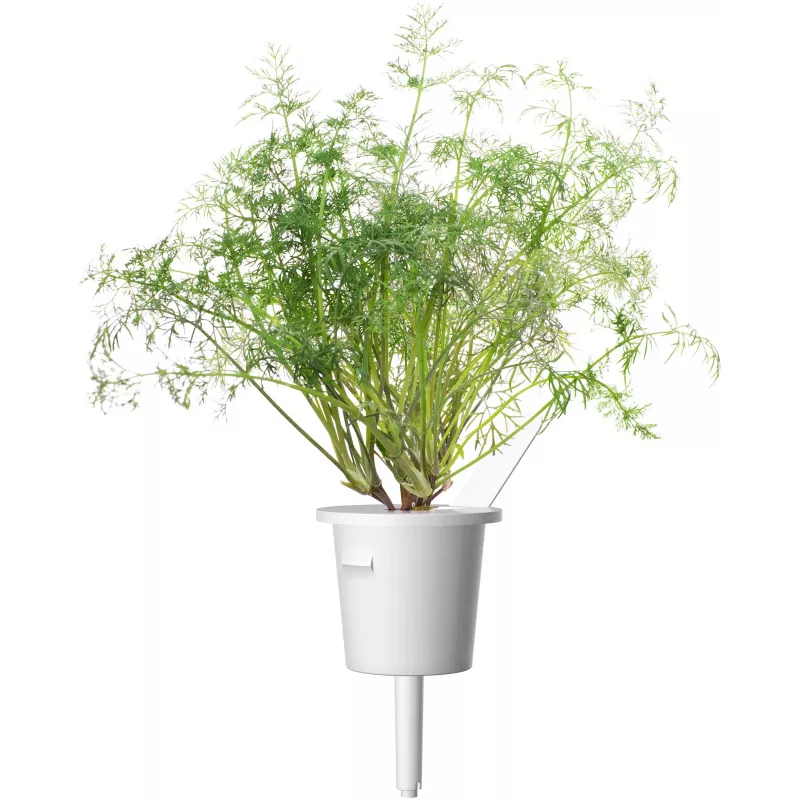 Click & Grow SGR49x3 recarga de cápsulas de endro pack de 3