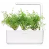 Click & Grow SGR49x3 recarga de cápsulas de endro pack de 3