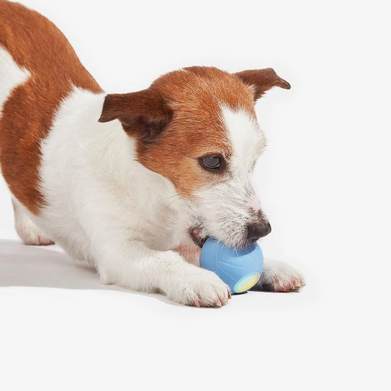 Cheerble Wicked Ball SE brinquedo interativo para cães pequenos, azul