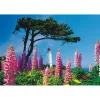 Schmidt Spiele Dornbusch Leuchtturm, Hiddensee puzzle de 1000 peças