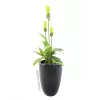 Europalms LEICHTSIN CUP-69 vaso para plantas, preto, brilhante (83011819)