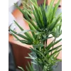 EUROPALMS Planta de papiro artificial, 76 cm, em vaso preto 82600138