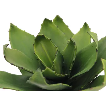 EUROPALMS Planta de agave artificial, EVA, verde, 35 cm 82530576