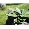 EUROPALMS Planta de agave artificial, EVA, verde, 35 cm 82530576