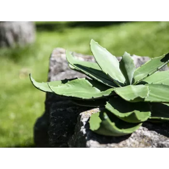 EUROPALMS Planta de agave artificial, EVA, verde, 35 cm 82530576