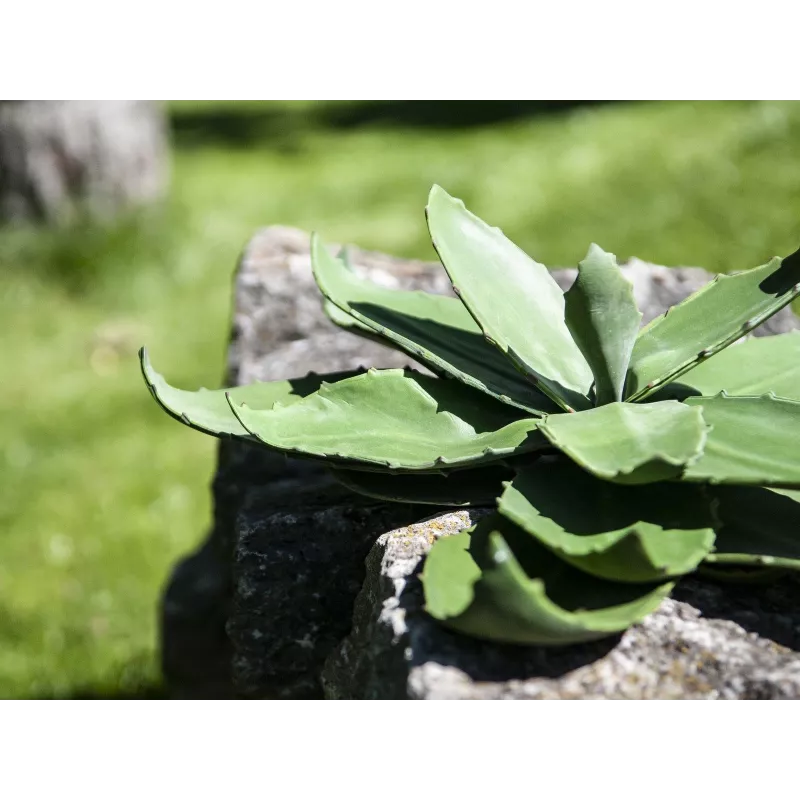 EUROPALMS Planta de agave artificial, EVA, verde, 35 cm 82530576