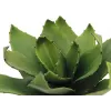 EUROPALMS Planta de agave artificial, EVA, verde, 35 cm 82530576