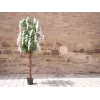 EUROPALMS árvore de chuva dourada artificial, flores brancas, 180cm 82507106