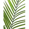 EUROPALMS Planta artificial areca de folhas grandes, 165 cm 82509441