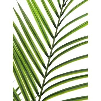 EUROPALMS Planta artificial areca de folhas grandes, 165 cm 82509441