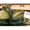 EUROPALMS Planta artificial ficus, 120 cm 82600150