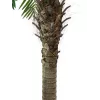 EUROPALMS Palmeira fénix Luxor, planta artificial, 240 cm 82510722