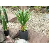Agave em vaso EUROPALMS, planta artificial, 75cm 82600160
