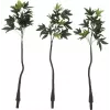 Árvore do dinheiro Pachira artificial EUROPALMS, 160cm 82600165