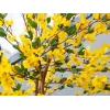 Árvore artificial de forsítia com 3 troncos EUROPALMS, amarela, 150cm 82507102