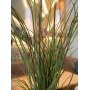 Erva de caniço artificial EUROPALMS, 145cm, verde/castanho, pré-envasada 82600229