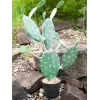 EUROPALMS Cato de folhas artificial, 76 cm, em vaso, verde 82600064