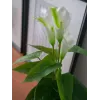 EUROPALMS Calla mini Planta artificial de cala, branco, 43 cm 82540347
