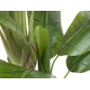 EUROPALMS Bananeira artificial, 170cm, folhas verdes, vaso preto 82509539