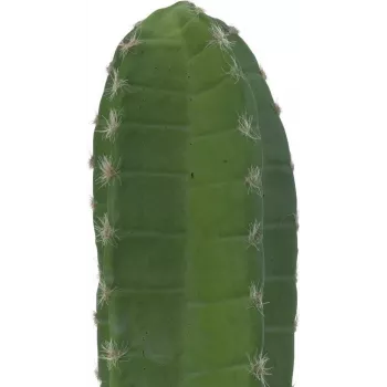EUROPALMS Cato mexicano Planta artificial, verde, 97 cm 82801070