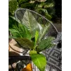 EUROPALMS Arbusto de acelga artificial, 45cm, verde 82508302