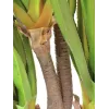 EUROPALMS Agave Sabretooth Planta artificial, 185cm 82600030