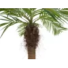 EUROPALMS Luxor Palmeira fénix artificial curvada, 240 cm 82510726