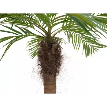 EUROPALMS Luxor Palmeira fénix artificial curvada, 240 cm 82510726