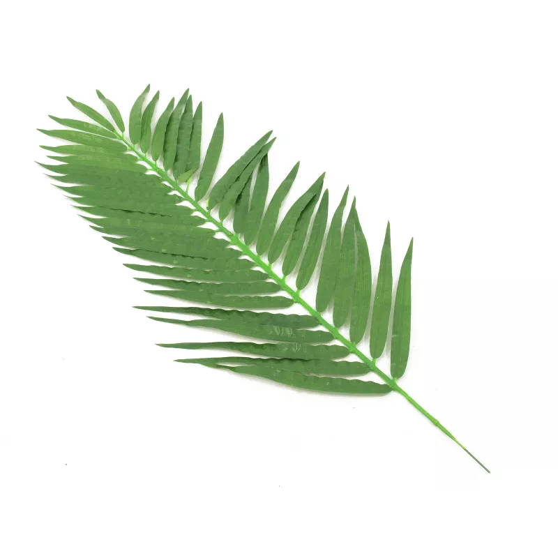 EUROPALMS Folhas de Palmeira de Coco, artificial, 110 cm, pack de 12 82509897