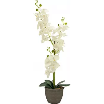 EUROPALMS Orquídea Planta Artificial, Creme, 80 cm 82530361
