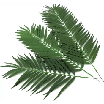 EUROPALMS Folhas artificiais de palmeira de coco, 80 cm, conjunto de 12 peças 82509895