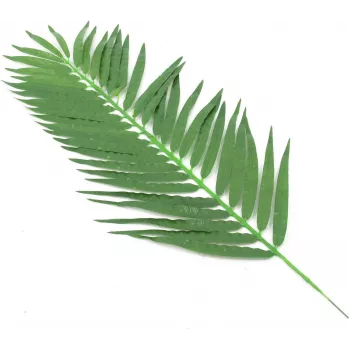 EUROPALMS Folhas artificiais de palmeira de coco, 90 cm, 12 unidades, verde 82509896