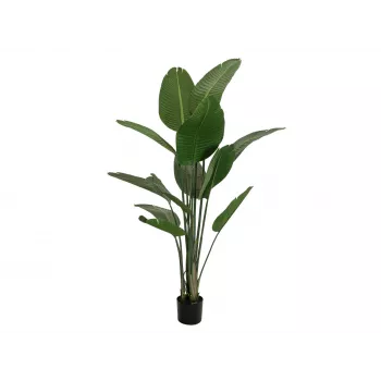 EUROPALMS estrelícia artificial, 170 cm 82540523