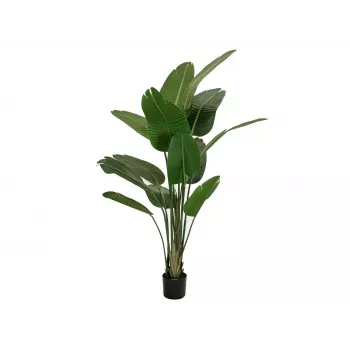EUROPALMS estrelícia artificial, 170 cm 82540523