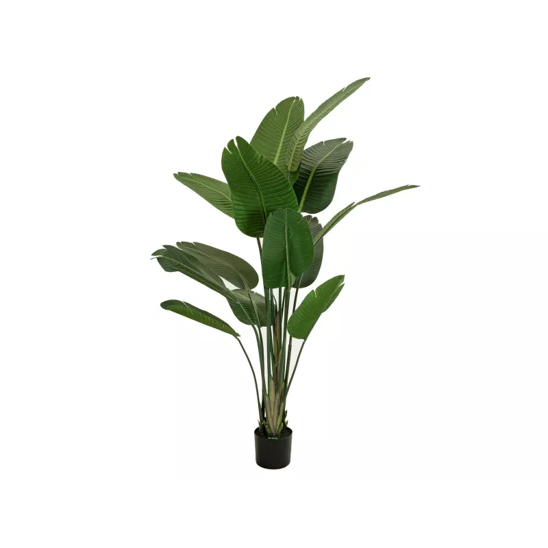 EUROPALMS estrelícia artificial, 170 cm 82540523