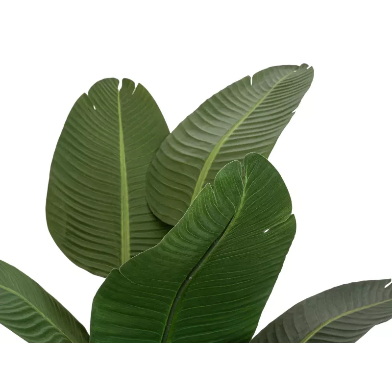 EUROPALMS estrelícia artificial, 170 cm 82540523