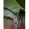 EUROPALMS Planta artificial Alocasia, 140 cm, verde, vaso preto 82508464