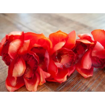 EUROPALMS Ramo de Cymbidium, artificial, vermelho, 90 cm (82530315)