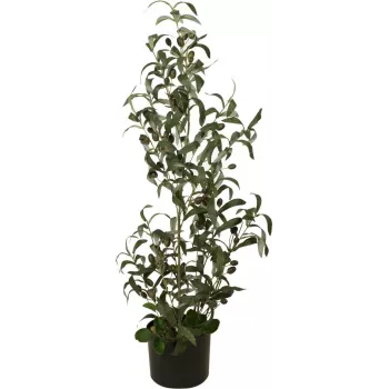EUROPALMS oliveira artificial, 90 cm 82506422