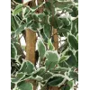 EUROPALMS Planta artificial Ficus benjamina prateado, 180 cm 82506116