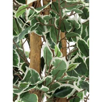 EUROPALMS Planta artificial Ficus benjamina prateado, 180 cm 82506116