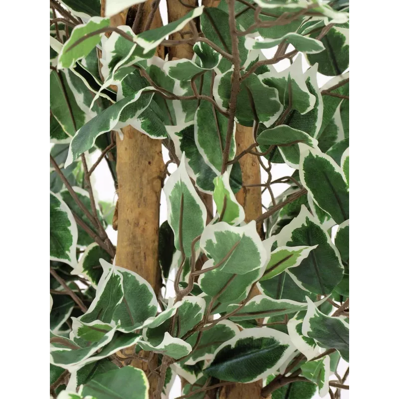 EUROPALMS Planta artificial Ficus benjamina prateado, 180 cm 82506116